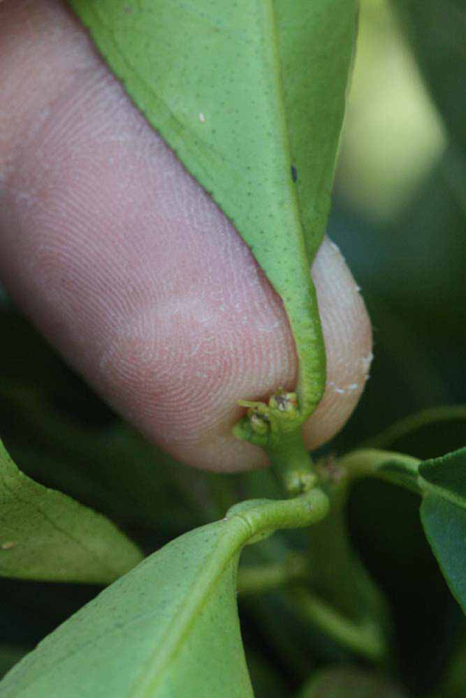              Petiole (Riverside, CA)       